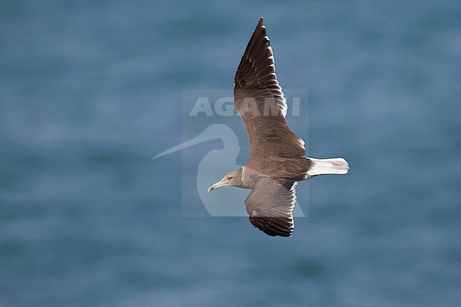 Sooty Gull - Hemprichmöwe - Larus hemprichii, Oman, 2nd cy stock-image by Agami/Ralph Martin,