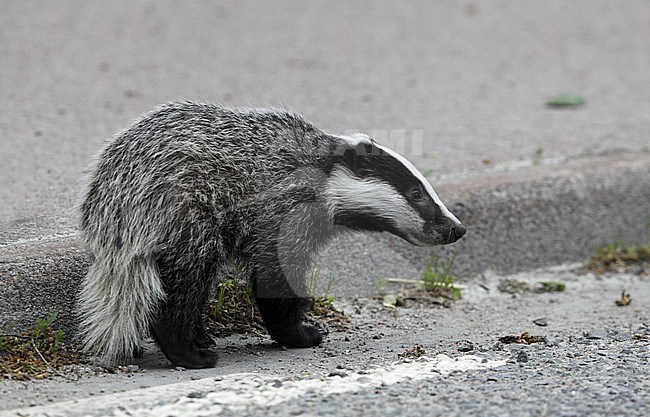 Eurasian Badger (Meles meles). Juvenile walking along the road in Sweden. stock-image by Agami/Helge Sorensen,