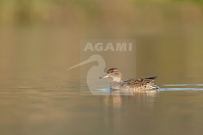 Wintertaling; Common teal female swimming by; stock-image by Agami/Walter Soestbergen,