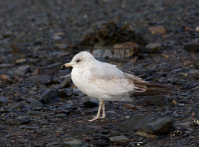  stock-image by Agami/Hugh Harrop,