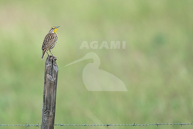 An adult male Eastern Meadowlark is perched on a fence pole looking back at us against a clear green background. stock-image by Agami/Jacob Garvelink,