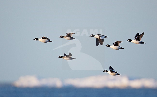 Groep Brilduikers in de vlucht; Group of Common Goldeneyes in flight stock-image by Agami/Markus Varesvuo,