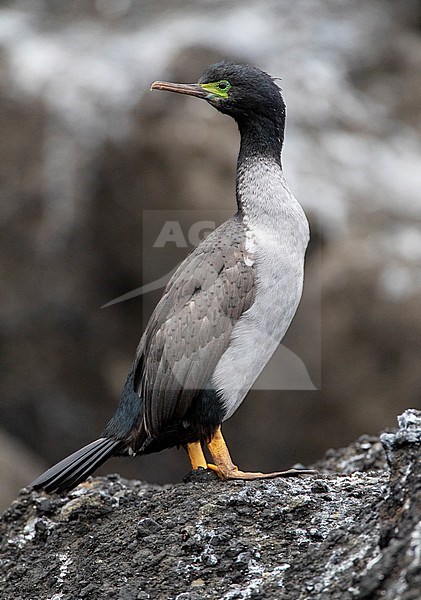 Adult Pitt Shag (Phalacrocorax featherstoni), also known as the Pitt Island shag or Featherstone's shag, at the Chatham Islands, New Zealand. stock-image by Agami/Marc Guyt,