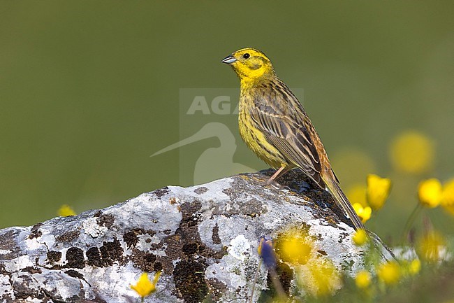Male Yellowhammer (Emberiza citrinella) perched on a rock in Italy. stock-image by Agami/Daniele Occhiato,