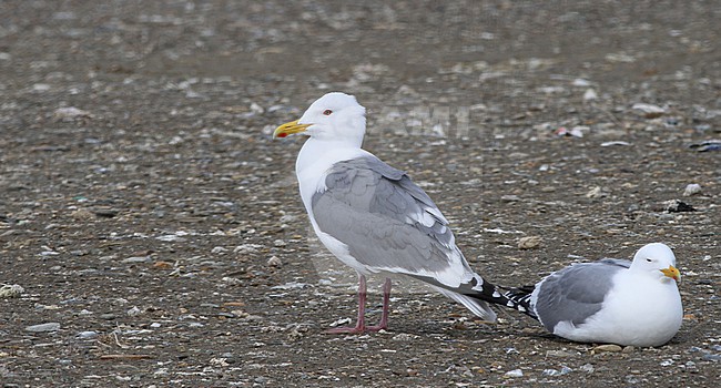 Adult Vega Gull (Larus vegae) in Alaska, North America. stock-image by Agami/Ian Davies,
