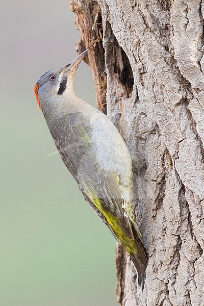 Levaillant's Woodpecker (Picus vaillantii), adult female at the entrance of an old nest stock-image by Agami/Saverio Gatto,