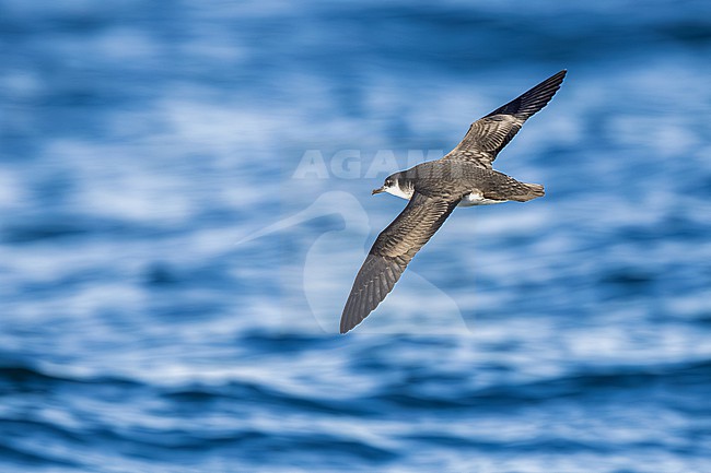  stock-image by Agami/Menno van Duijn,