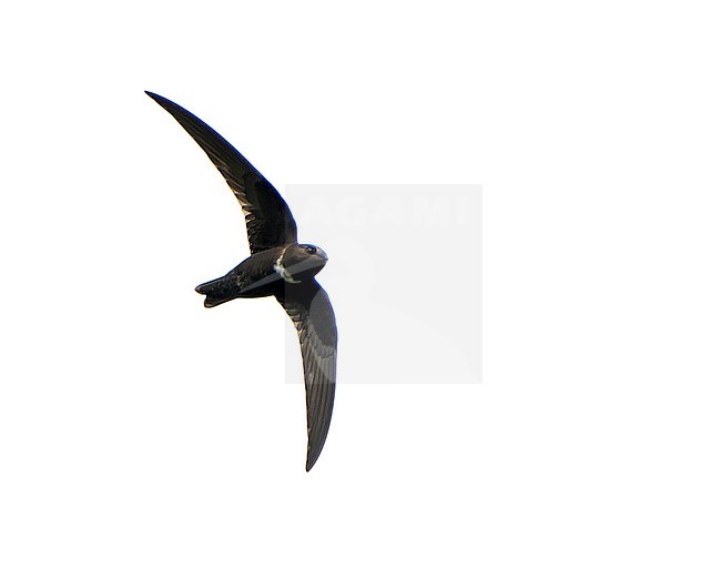 White-chested Swift (Cypseloides lemosi) in Northern Peru. Rare and poorly known. A fairly small swift, all black with variable white patch on chest. stock-image by Agami/Dani Lopez-Velasco,