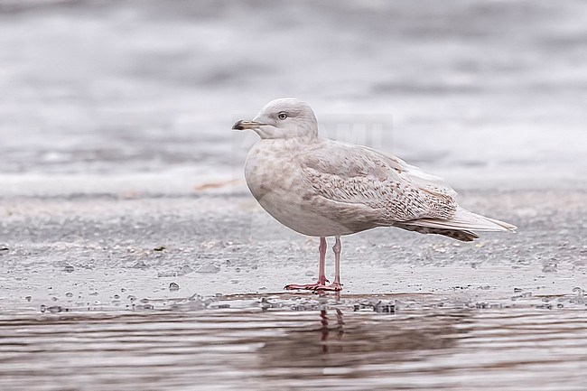 second winter Iceland Gull (Larus glaucoides glaucoides) sitting in Arhus, Jutland, Denmark. stock-image by Agami/Vincent Legrand,
