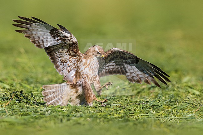 Steppe Buzzard, Buteo buteo vulpinus, landing on the ground during spring season in Italy. stock-image by Agami/Daniele Occhiato,