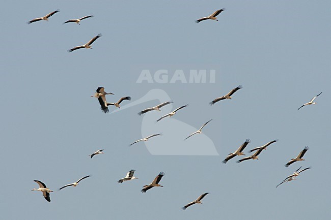 White Stork flock flying during migration; Ooievaar groep vliegend tijdens de trek stock-image by Agami/Daniele Occhiato,