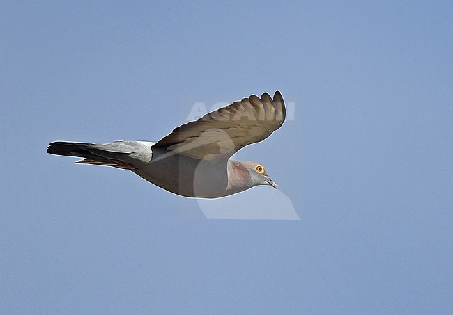 Yellow-eyed Pigeon (Columba eversmanni) breeds in Central Asia and winters in southern Asia. stock-image by Agami/Eduard Sangster,