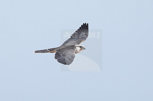 Lanner Falcon (Falco biarmicus erlangeri) in flight. stock-image by Agami/David Monticelli,