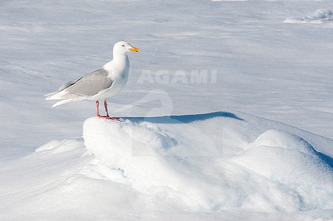 Adult Glaucous Gull (Larus hyperboreus) standing on top of a hap of snop, at the drift ice north of Svalbard, arctic Norway. stock-image by Agami/Marc Guyt,