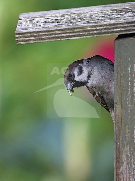 Eurasian Tree Sparrow (Passer montanus) with food at entrance of a nestbox in Denmark. stock-image by Agami/Helge Sorensen,