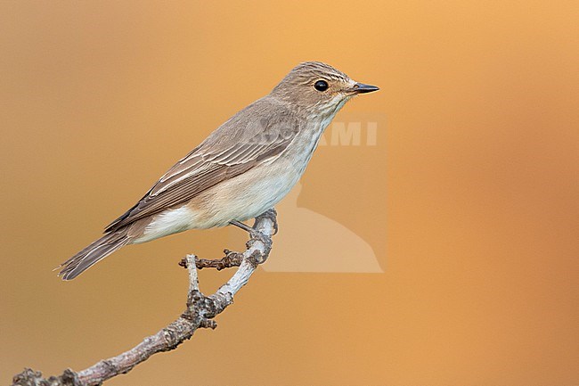 Spotted Flycarcher (Muscicapa striata), side view of an adult perched on a branch, Campania, Italy stock-image by Agami/Saverio Gatto,