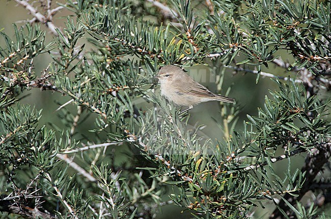 Eastern Chiffchaff (Phylloscopus sindianus), also known as Mountain Chiffchaff, in India during winter. Perched in a small green bush. stock-image by Agami/Dani Lopez-Velasco,