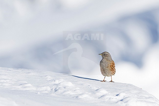 Alpine Accentor (Prunella collaris) sitting in a snow coverd moutain landscape in the swiss alps. stock-image by Agami/Marcel Burkhardt,