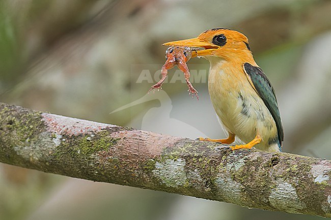Yellow-billed Kingfisher (Syma torotoro) Perched on a branch in Papua New Guinea stock-image by Agami/Dubi Shapiro,