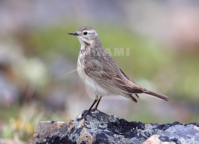 Buff-bellied pipit (Anthus rubescens pacificus) taken the 18/06/2022 at Arctic valley - Alaska - USA stock-image by Agami/Aurélien Audevard,
