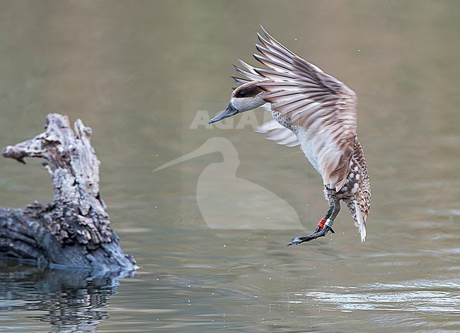 Marbled Teal (Marmaronetta angustirostris) in Spain. Also known as Marbled Duck. Part of a Spanish conservation project. Landing in front of the hide. stock-image by Agami/Marc Guyt,