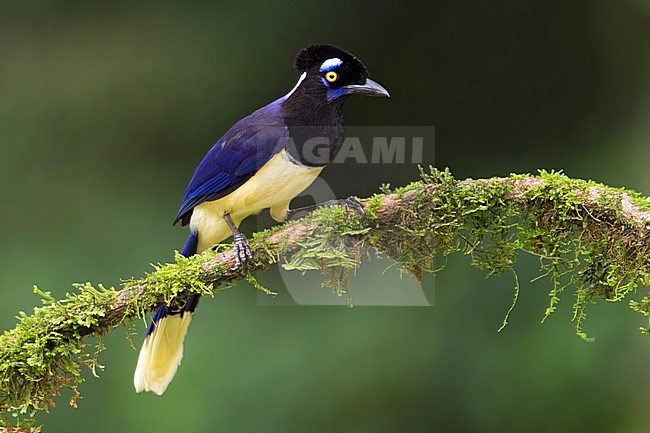 Plush-crested Jay (Cyanocorax chrysops) Perched on a branch in Bolivia stock-image by Agami/Dubi Shapiro,