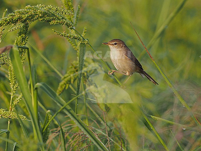 Blunt-winged Warbler, Acrocephalus concinens, Thailand, March stock-image by Agami/James Eaton,