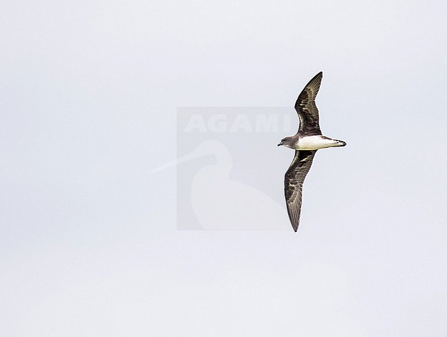 Phoenix petrel, Pterodroma alba. Photographed during a Pitcairn Henderson and The Tuamotus expedition cruise. stock-image by Agami/Pete Morris,