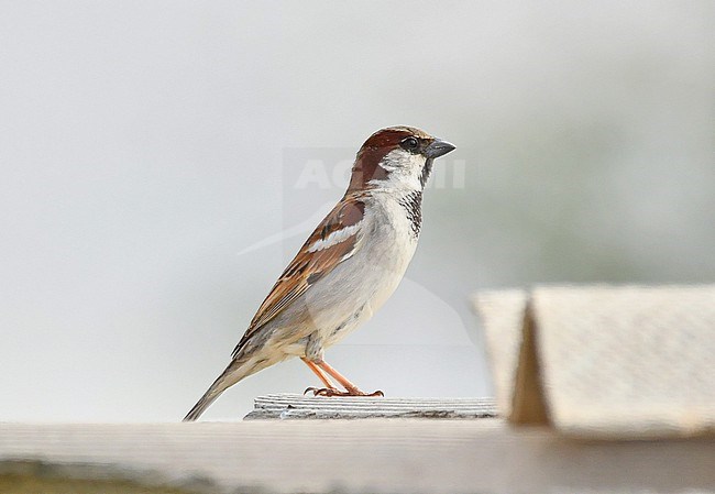 Passer domesticus indicus stock-image by Agami/Eduard Sangster,