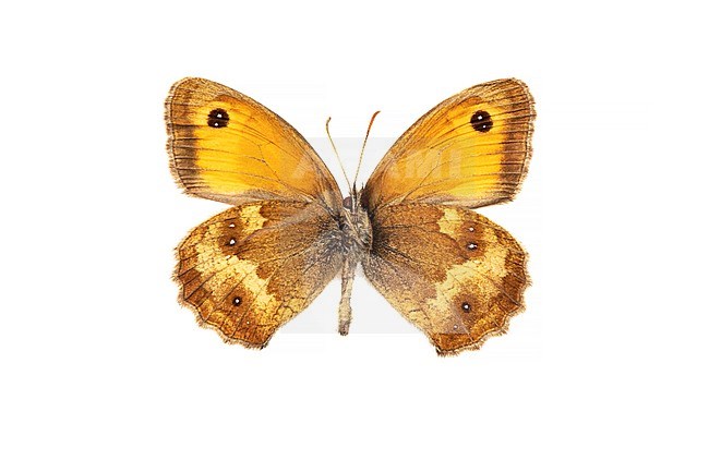 Gatekeeper, Oranje zandoogje, Pyronia tithonus stock-image by Agami/Wil Leurs,