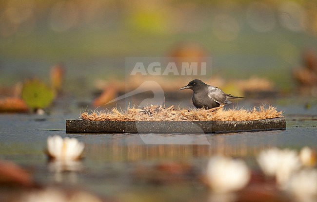 Zwarte Stern op kunstmatig nest; Black Tern at artificial nest stock-image by Agami/Han Bouwmeester,