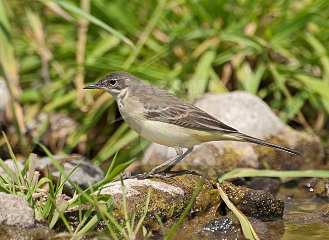 Gele Kwikstaart, Yellow Wagtail stock-image by Agami/Roy de Haas,