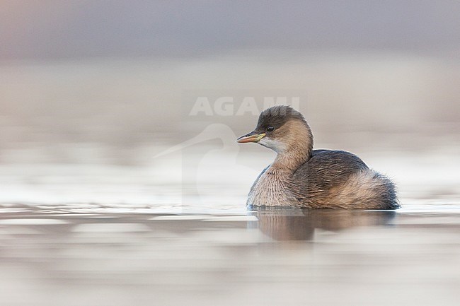 Adult Little Grebe (Tachybaptus ruficollis ssp. ruficollis) in winter plumage swimming in fresh water lake in France. stock-image by Agami/Ralph Martin,