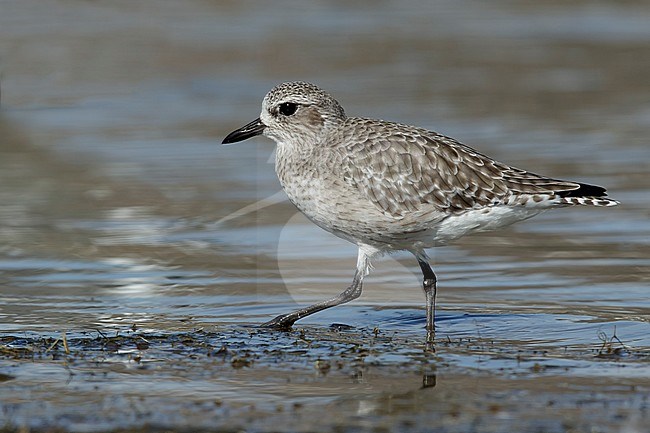 Adult nonbreeding Grey Plover (Pluvialis squatarola) on beach in Los Angeles County, California, USA. In October 2016. stock-image by Agami/Brian E Small,