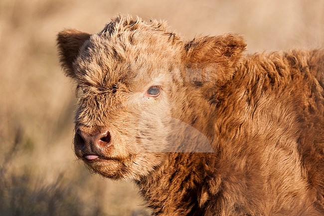 Portrait of Highland Cow (Bos Taurus) calf stock-image by Agami/Caroline Piek,
