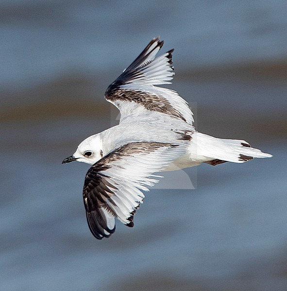 Immature Ross's Gull (Rhodostethia rosea) during spring at the harbour pier of Scheveningen,  Netherlands. A rare arctic vagrant. stock-image by Agami/Marc Guyt,
