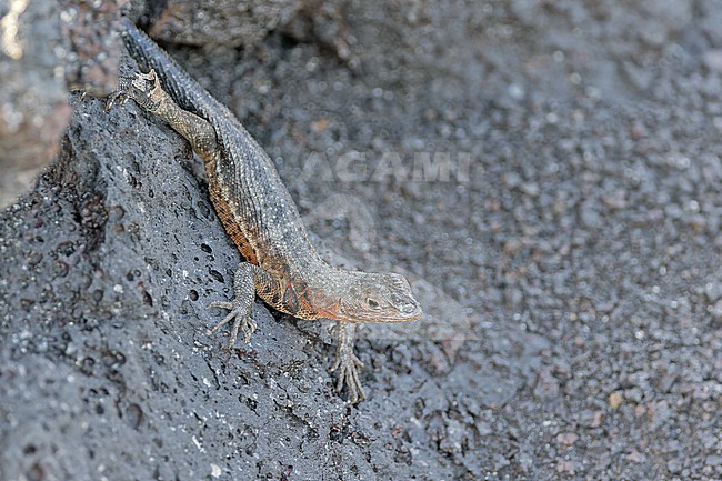 Fernandina Lava Lizard on the Galapagos Islands, part of the Republic of Ecuador. stock-image by Agami/Pete Morris,