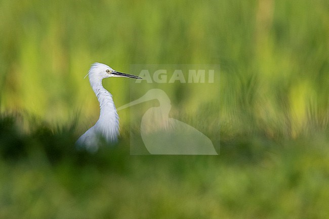 Little Egret (Egretta garzetta), side view of an adult standing in the grass, Campania, Italy stock-image by Agami/Saverio Gatto,