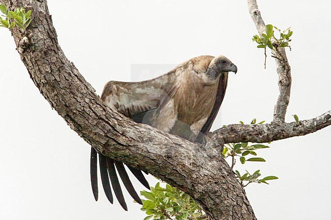 Witruggier zittend in boom, White-backed Vulture perched in tree stock-image by Agami/Wil Leurs,