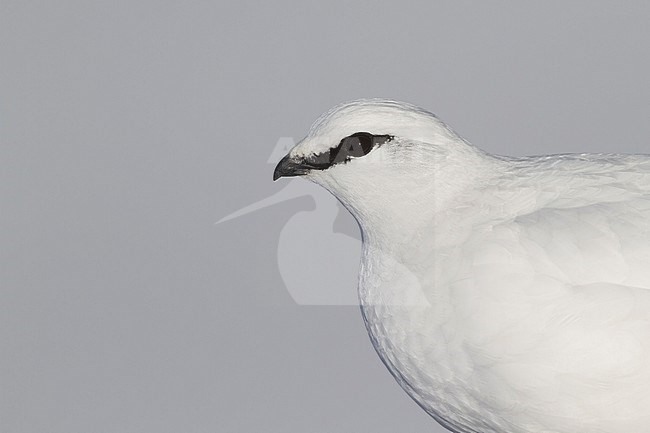 Adult male, in winter plumage, Alps Rock Ptarmigan (Lagopus muta helvetica) in Alp mountains in Germany. stock-image by Agami/Ralph Martin,