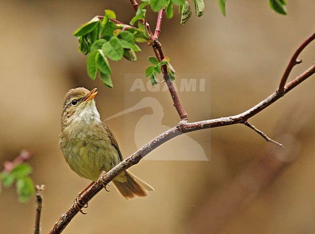 Pater Davids Boszanger zingend, Yellow-streaked Warbler singing stock-image by Agami/Pete Morris,