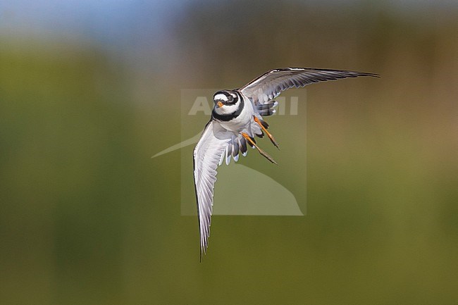 Adult Common Ringed Plover (Charadrius hiaticula) in spring in Italy. stock-image by Agami/Daniele Occhiato,