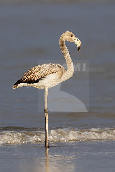 Greater Flamingo (Phoenicopterus roseus), side view of a juvenile standing on the shore, Campania, Italy stock-image by Agami/Saverio Gatto,