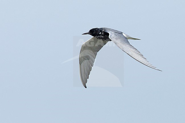 Adult American Black Tern (Chlidonias niger surinamensis) in transition from nonbreeding to breeding plumage.
Flying against blue sky at Galveston County, Texas, in April 2016. stock-image by Agami/Brian E Small,