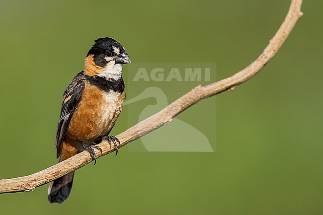 Rusty-collared Seedeater (Sporophila collaris) Perched on a branch in Argentina stock-image by Agami/Dubi Shapiro,