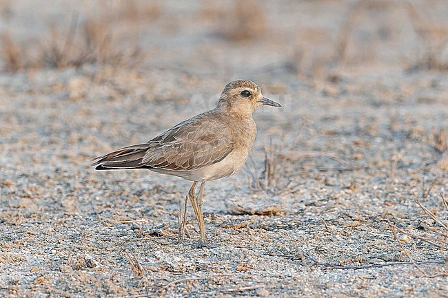 Wintering Caspian Plover (Charadrius asiaticus) in Angola. stock-image by Agami/Pete Morris,