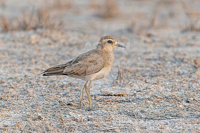 Wintering Caspian Plover (Charadrius asiaticus) in Angola. stock-image by Agami/Pete Morris,