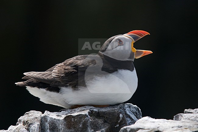 Papegaaiduiker roepend op rots; Atlantic Puffin calling on a rock stock-image by Agami/Han Bouwmeester,