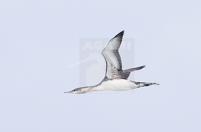 Red-throated Loon (Gavia stellata) in flight against blue sky as background. Migrating over the sea past Monterey, California in the United States. stock-image by Agami/Brian Sullivan,