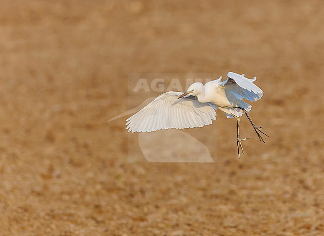 Eastern Cattle Egret (Bubulcus coromandus) in India during autumn. stock-image by Agami/Marc Guyt,